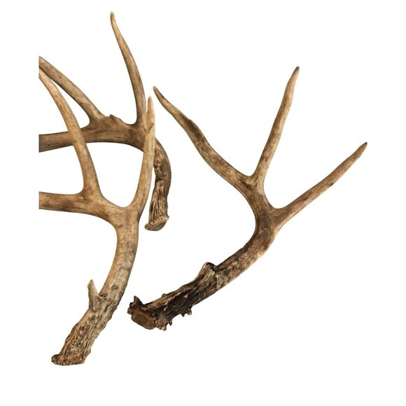 Real Deer Antler Sheds Set of 3 Rustic Cabin Craft Decor - Picture 9 of 15